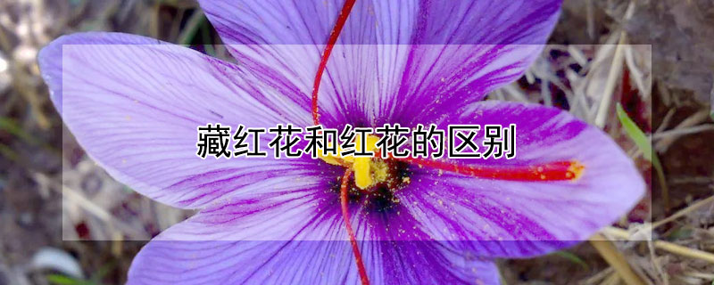 藏红花和红花的区别（藏红花和红花的区别与功效红花能泡水喝吗）