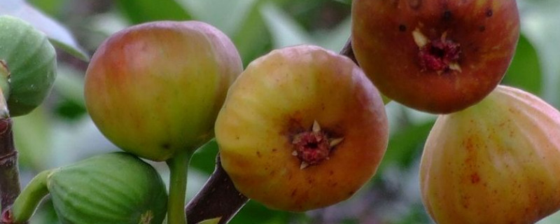 无花果是什么样子的 无花果是什么样子的图片