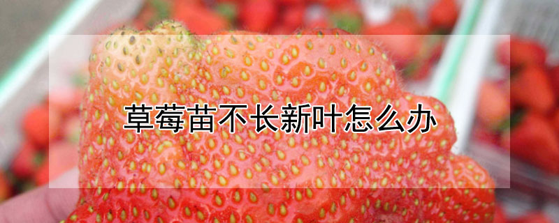 草莓苗不长新叶怎么办 草莓苗没叶子怎么养