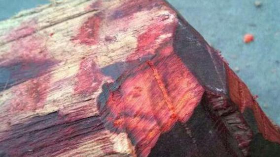 红木的种类（红木种类）