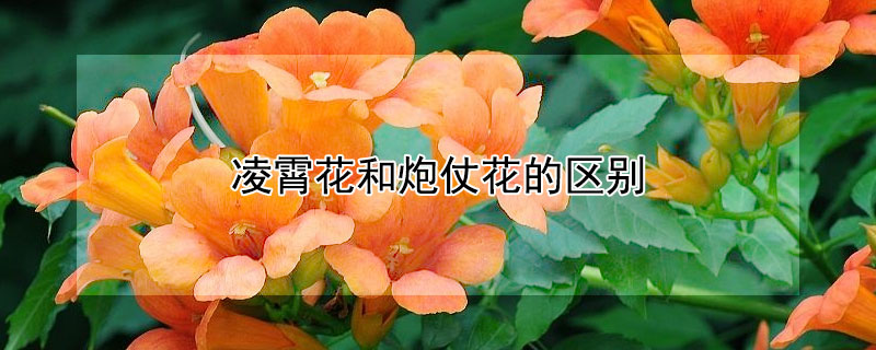 凌霄花和炮仗花的区别（凌霄与炮仗花的区别）