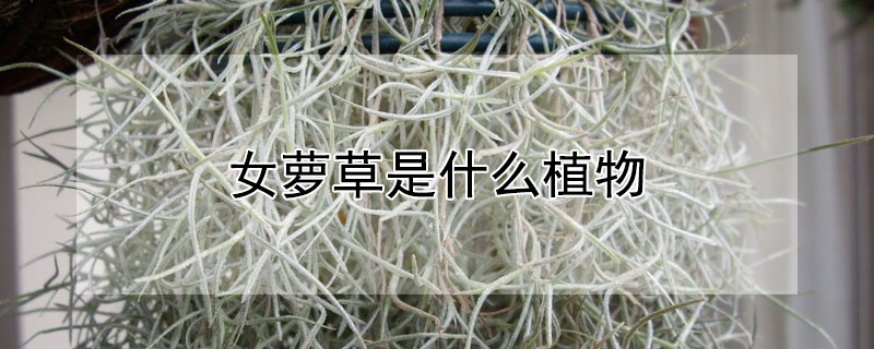 女萝草是什么植物 女萝草是什么植物的果实