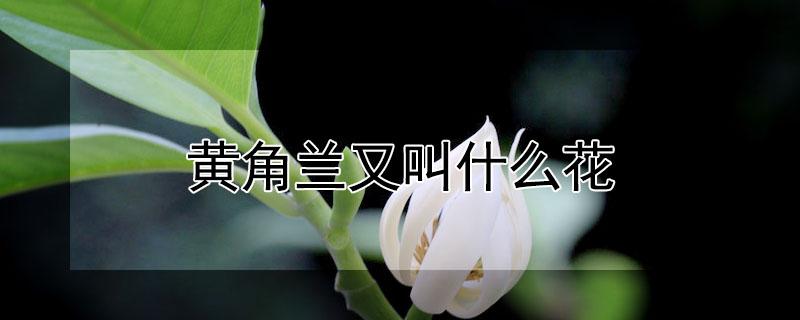 黄角兰又叫什么花（黄桷兰的花）
