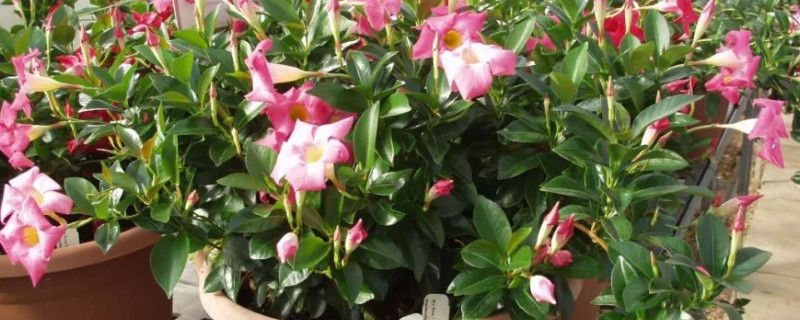 红蝉花不开花什么原因（红蝉花为什么不开花）