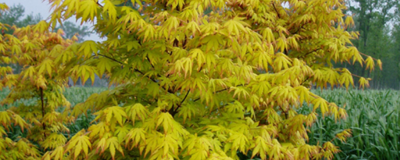 黄金枫叶子干枯怎么办（黄金枫叶尖干枯怎么回事）