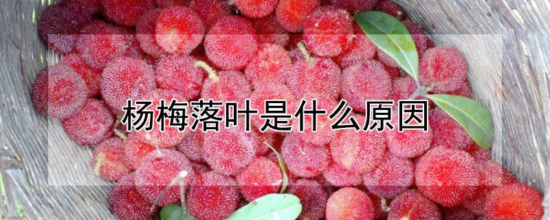 杨梅落叶是什么原因（杨梅落叶吗）