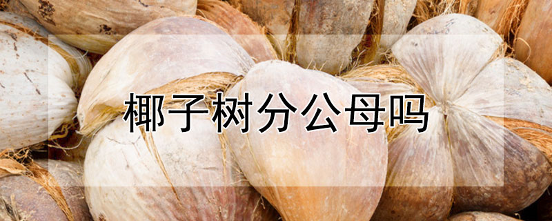 椰子树分公母吗（椰枣树分公母吗）
