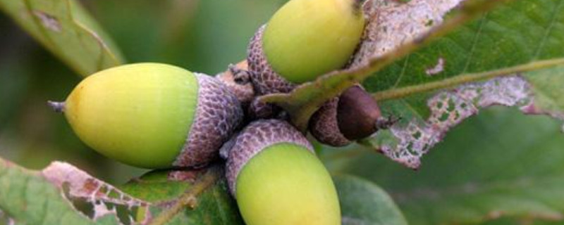 白栎果实能吃吗 白栎树的果实能吃吗