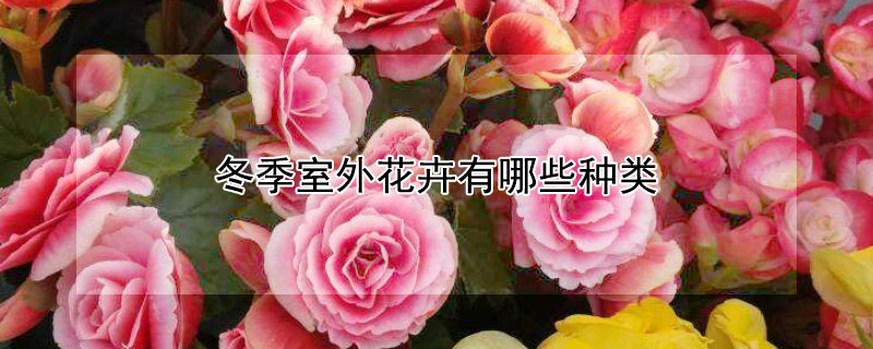 冬季室外花卉有哪些种类（冬季室外花卉有哪些种类的）