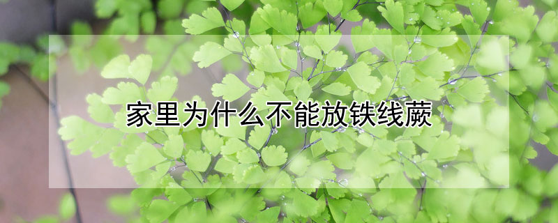 家里为什么不能放铁线蕨（铁线蕨的摆放禁忌）