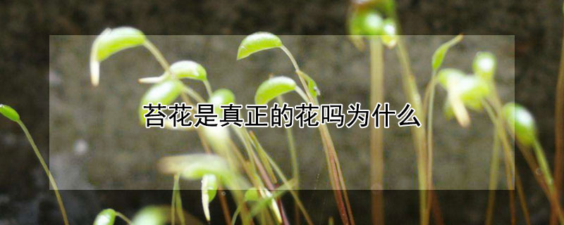 苔花是真正的花吗为什么 苔花是真正的花吗为什么会掉叶子