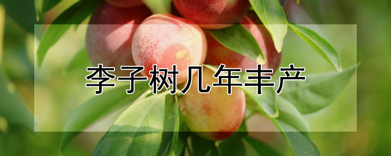李子树几年丰产 李子树能结果多少年