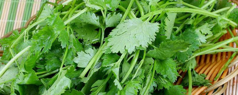 香菜收割是剪还是拔（香菜是割茬的吗）