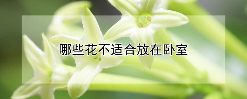 哪些花不适合放在卧室（哪种花不适合放在卧室）