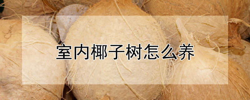 室内椰子树怎么养（室内椰子树怎么养护）