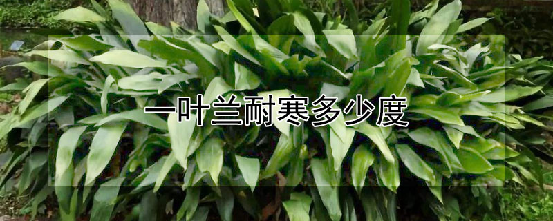 一叶兰耐寒多少度（一叶兰耐寒多少度冬天）