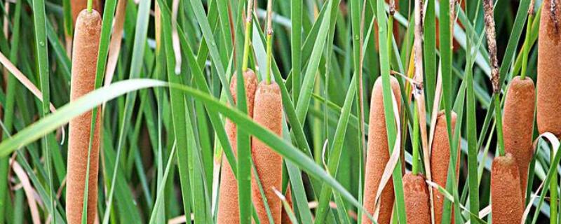 如何把蒲棒做成干花 如何把蒲棒做成干花视频