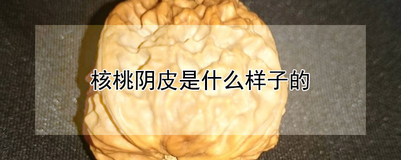 核桃阴皮是什么样子的 文玩核桃阴皮是什么样子的