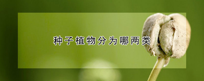 种子植物分为哪两类（种子植物包括什么和什么两类）