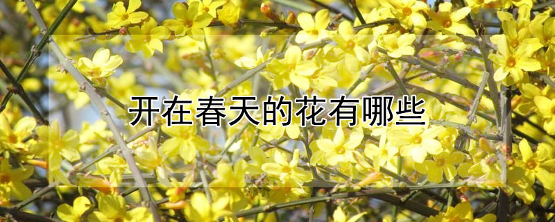 开在春天的花有哪些 开在春天的花有哪些北方