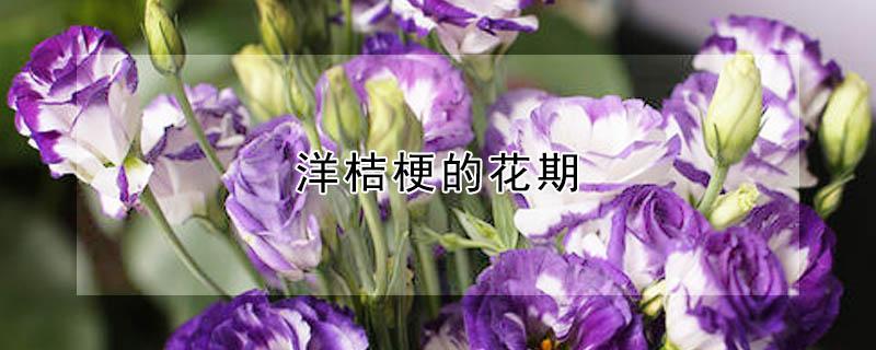 洋桔梗的花期 洋桔梗的花期施啥肥