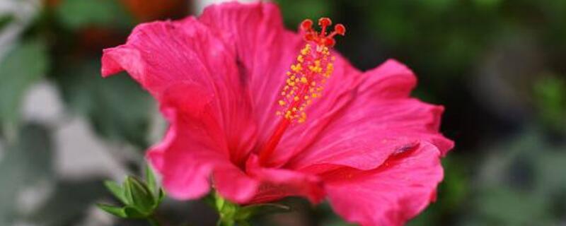 丹麦木槿怎么扦插（丹麦木槿怎么扦插成活率高）