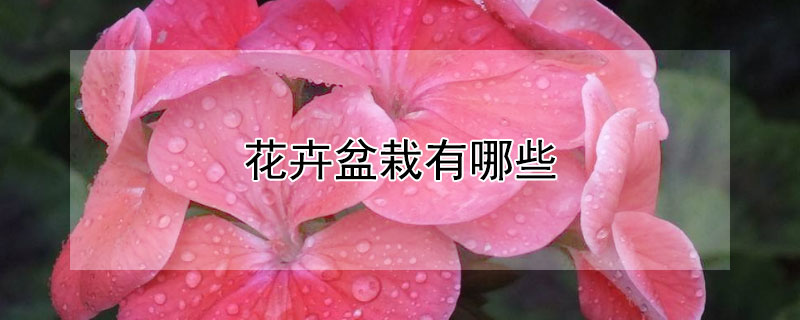 花卉盆栽有哪些（好养的花卉盆栽有哪些）