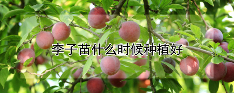 李子苗什么时候种植好（李子苗什么时候种植最好）