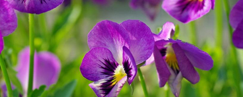 三色堇如何播种（三色堇的播种育苗过程）