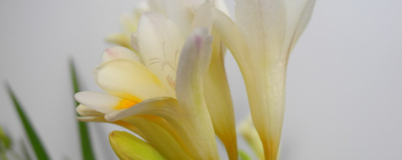 香雪兰春天可以种吗（春天种香雪兰什么时候能开花）