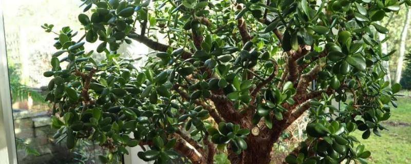 金钱树与玉树的区别（金钱树与玉树的区别图片）