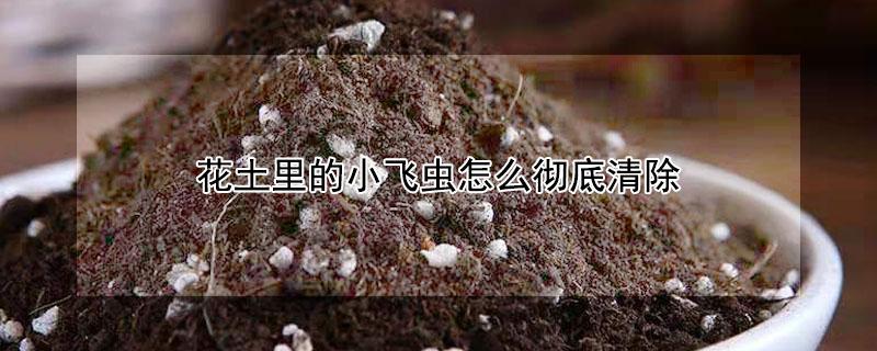 花土里的小飞虫怎么彻底清除 花土里的小飞虫怎么彻底清除掉