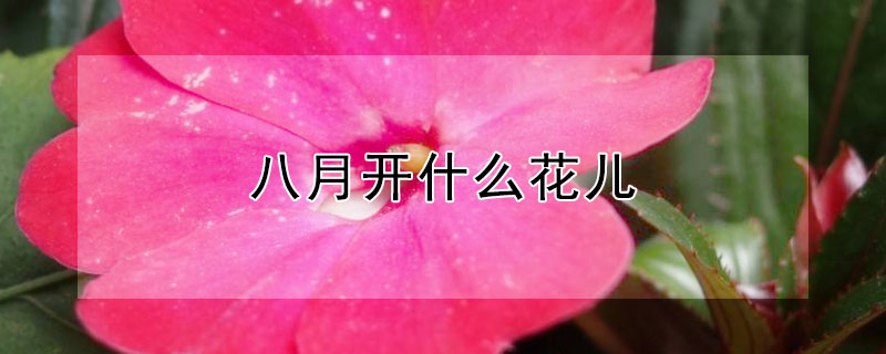 八月开什么花儿（八月开什么花儿最美）