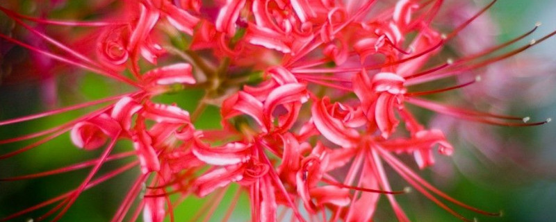 彼岸花和石蒜花的区别（彼岸花和红花石蒜的区别）