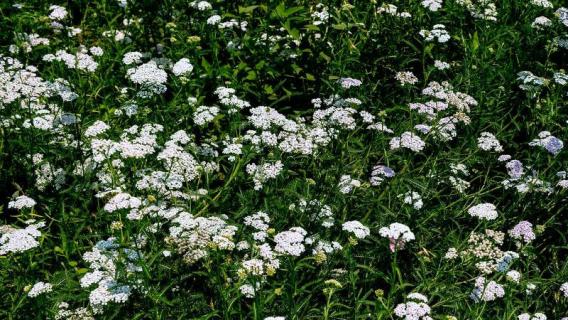 米花是什么 米花是什么花