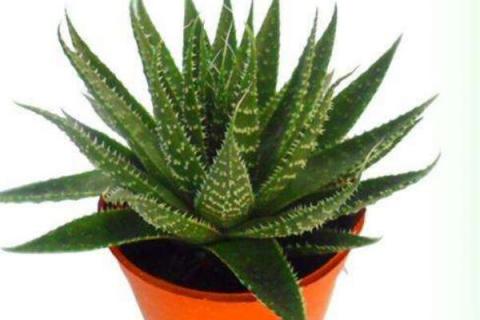 波露烂根了怎么处理