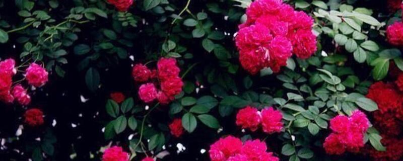 红木香的种植方法 红木香种植方法和时间