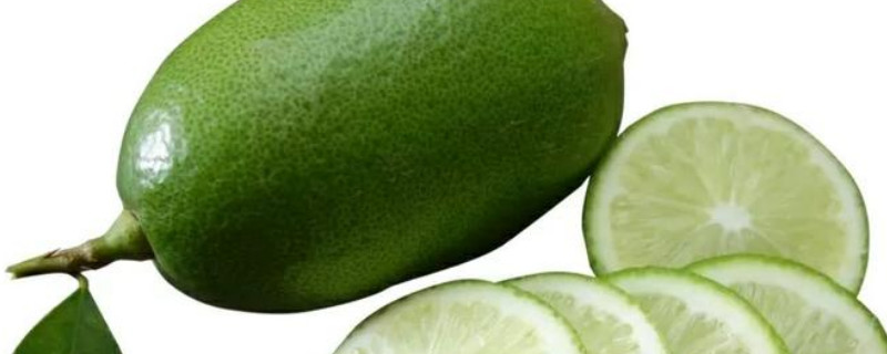 香水柠檬树的养殖方法和注意事项 盆栽香水柠檬树的养殖方法和注意事项