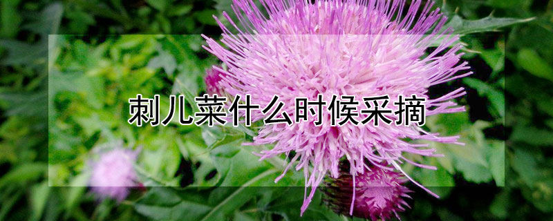 刺儿菜什么时候采摘（刺儿菜几月份开花）