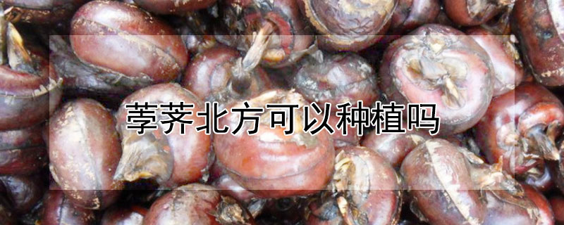 荸荠北方可以种植吗 荸荠在北方可以种植吗