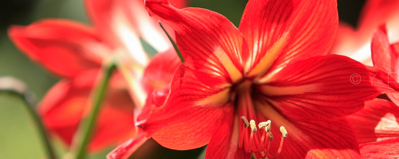 朱顶红不长叶子怎么回事 朱顶红不长叶子怎么回事儿