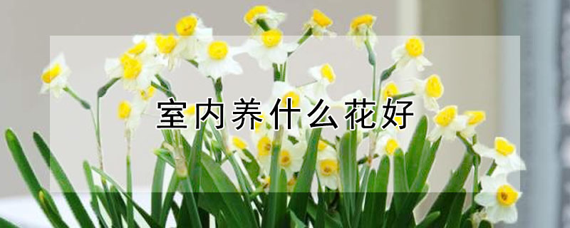 室内养什么花好（室内适合养什么花）