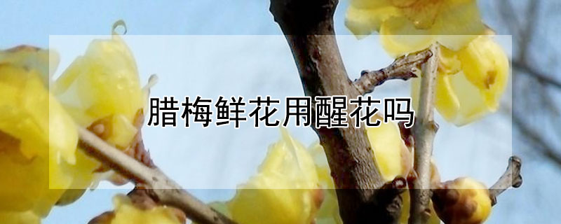 腊梅鲜花用醒花吗 鲜切腊梅需要醒花吗