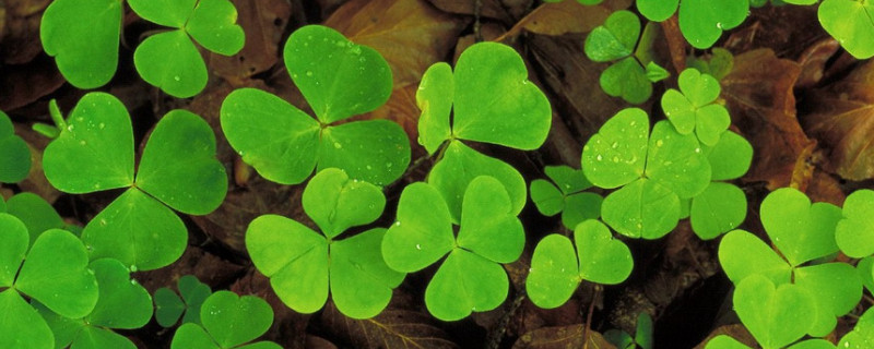 炸酱草叶子枯萎咋办（炸酱草冬天枯萎吗）