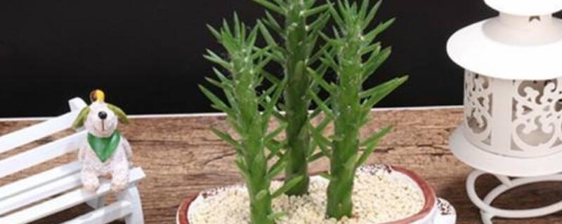 将军柱怎么插 将军柱的作用