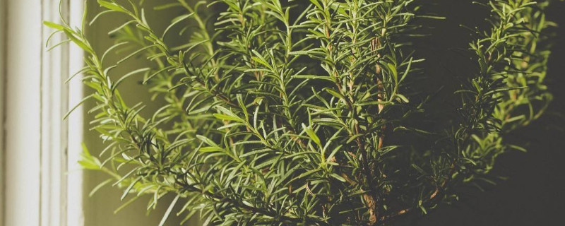 迷迭香为什么不开花（迷迭香为什么不开花了）