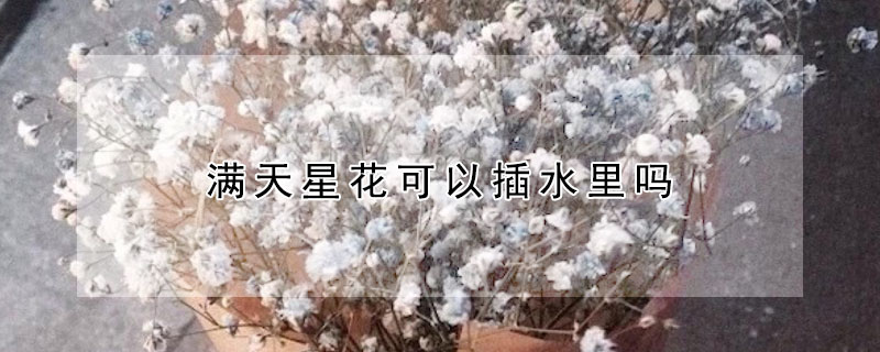 满天星花可以插水里吗 满天星花可以插水里吗