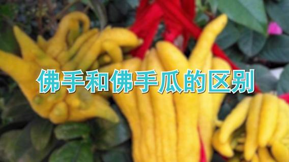 佛手和佛手瓜的区别（佛手瓜和什么相克）