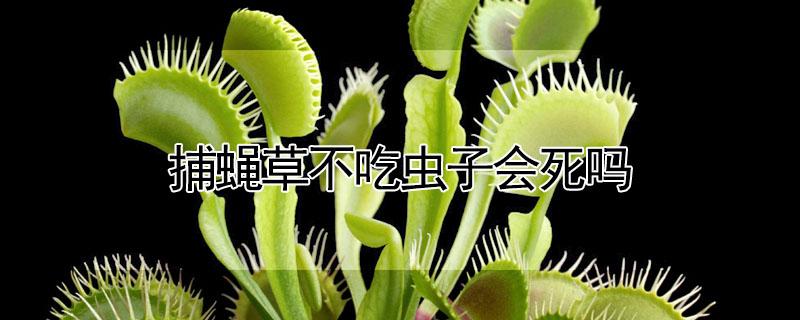 捕蝇草不吃虫子会死吗（捕蝇草不吃虫子会死吗?）