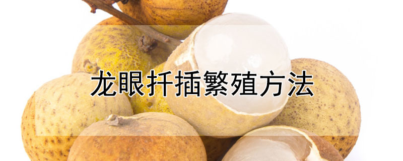 龙眼扦插繁殖方法（龙眼扦插繁殖方法图）